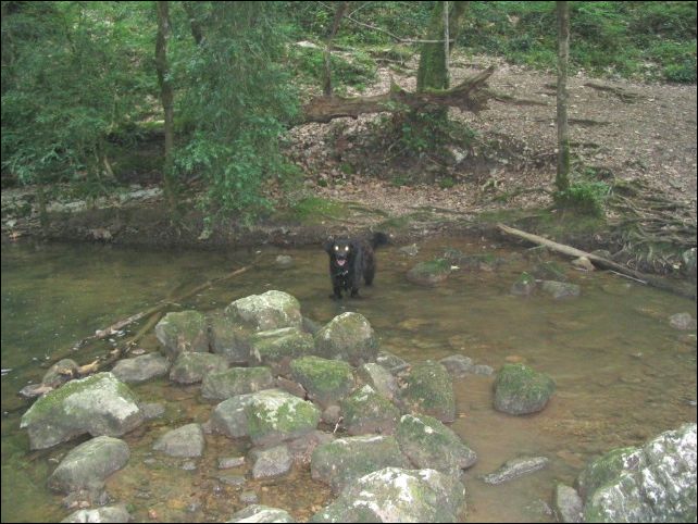 Chienne dans ruisseau